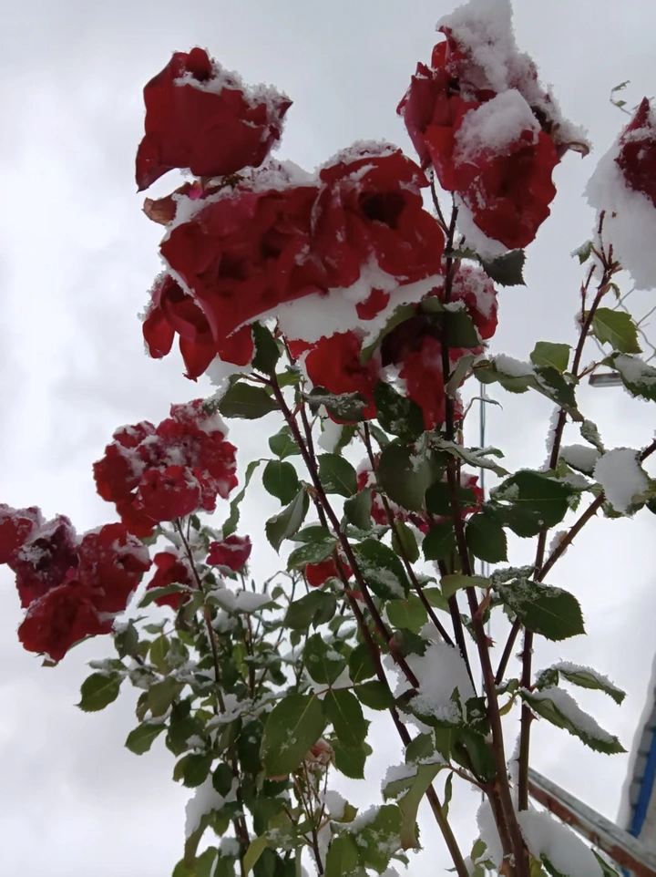 漫天飞雪中的那一抹红