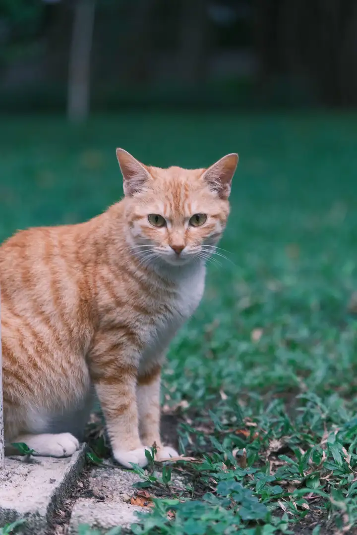 橘猫