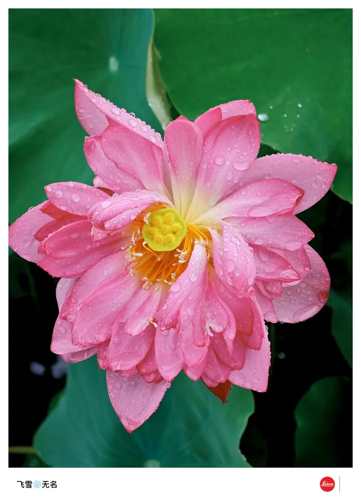 下雨天手机随拍