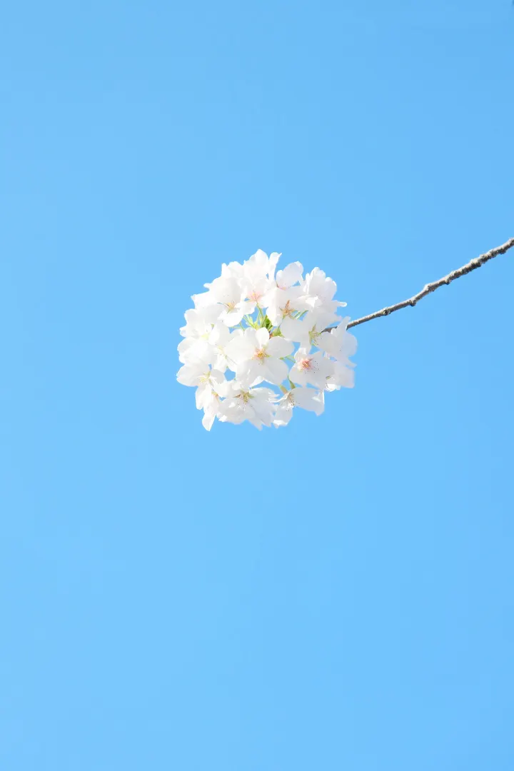 樱花绣球