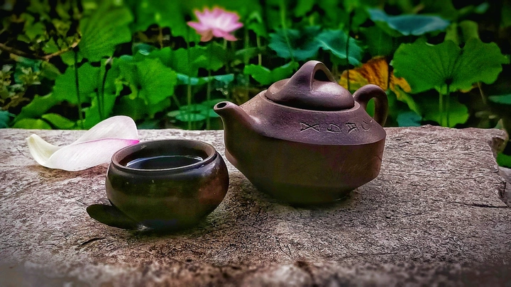 赏荷一壶