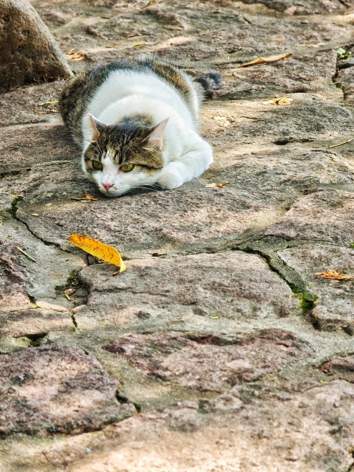 叶问