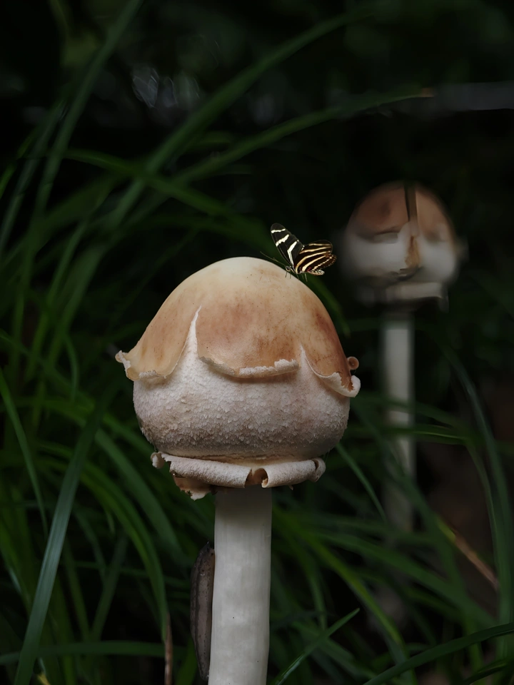 野蘑菇