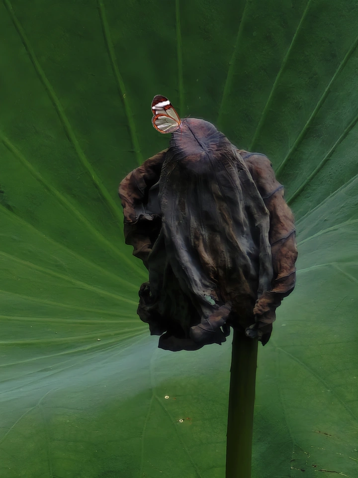 一季一枯荣