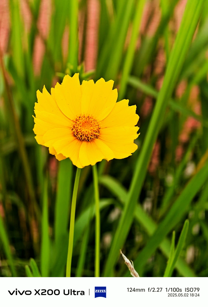 小花