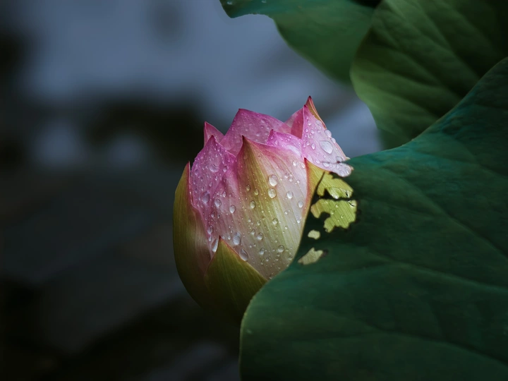 雨荷色谱 · 生息