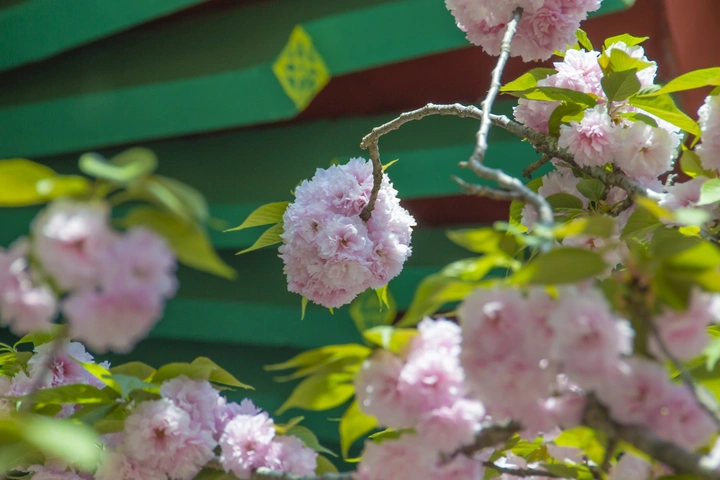 春花烂漫