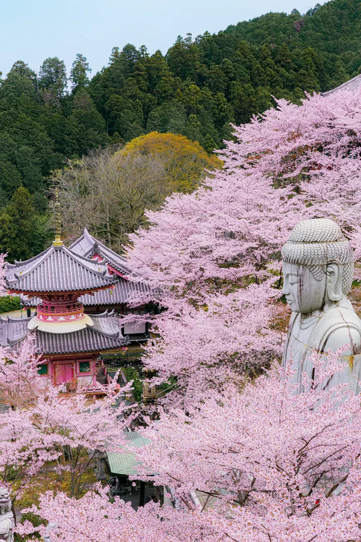 春日樱花，浪漫如诗