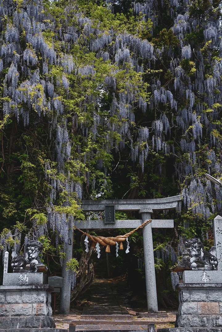 春日樱语