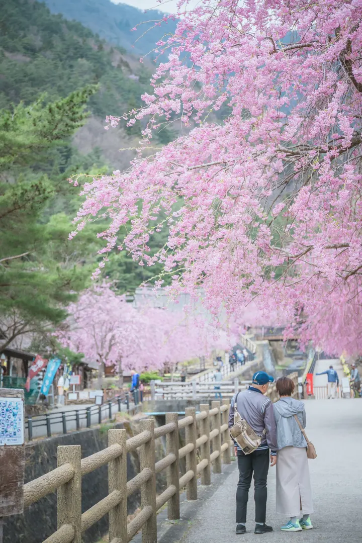 春日樱花街道