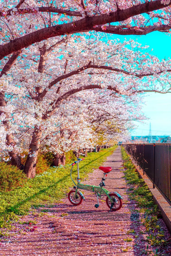 春日樱花绿韵