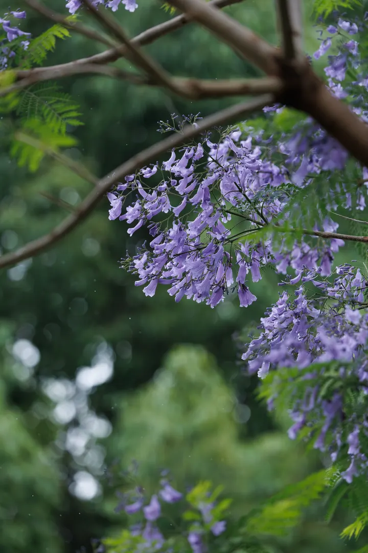 蓝花楹