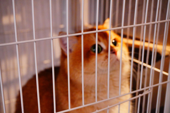 猫猫
