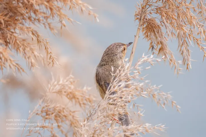 金黄芦苇藏鹪莺，富士长焦锁春影
