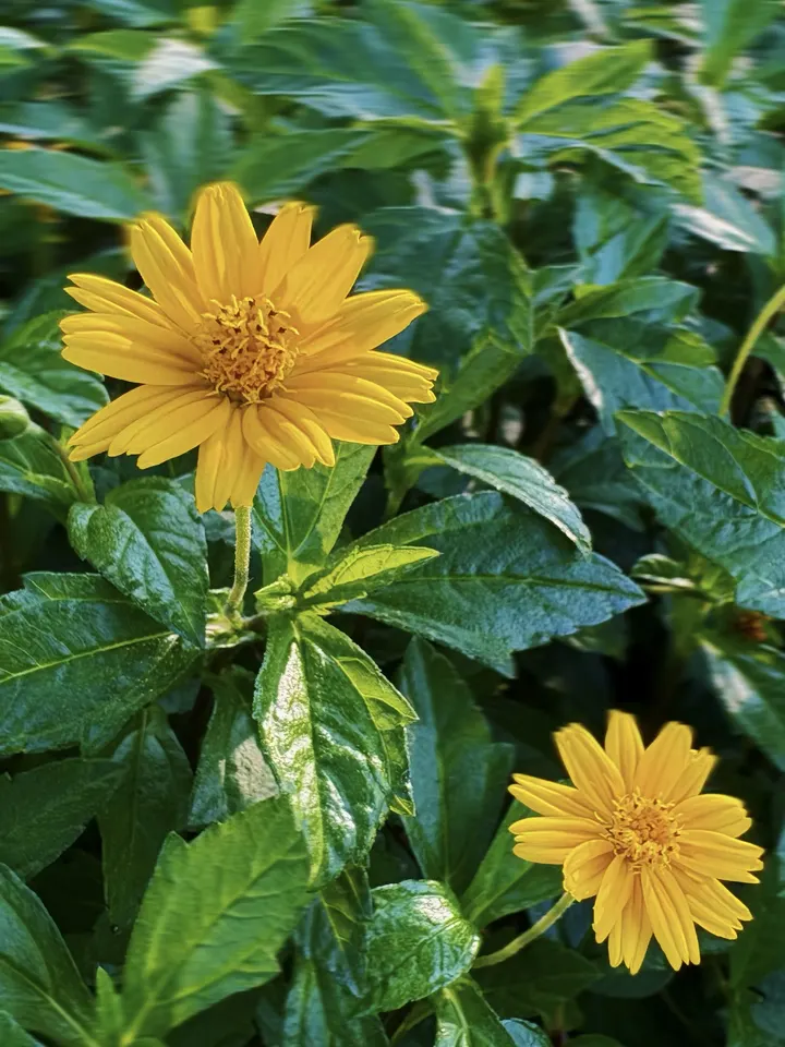 夏花小记