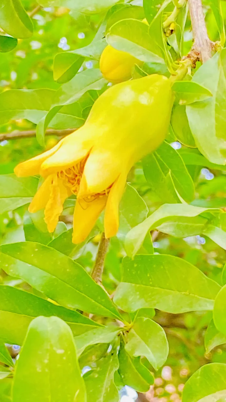 石榴花