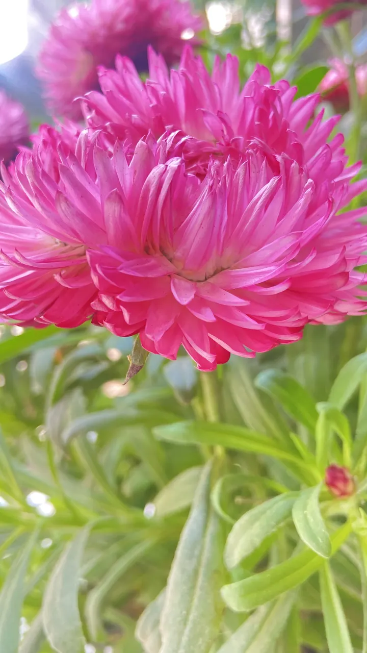 蜡菊