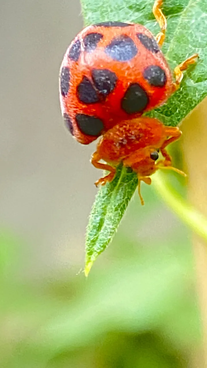 14环斑瓢虫