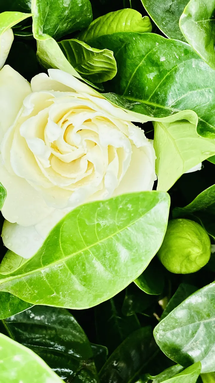 栀子花