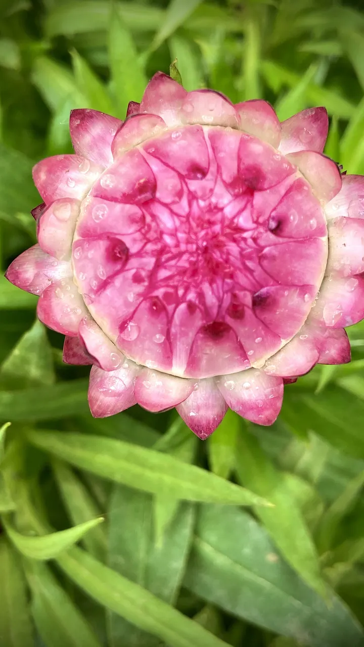 蜡菊