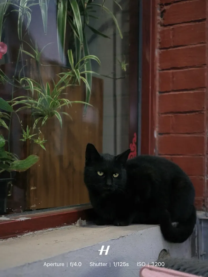 黑猫