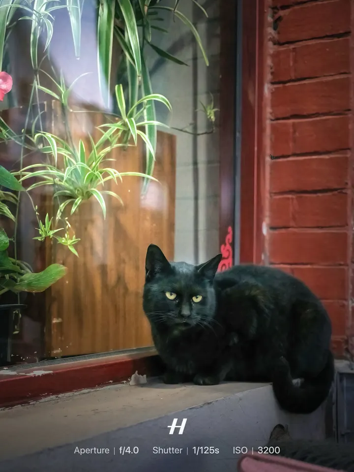 黑猫