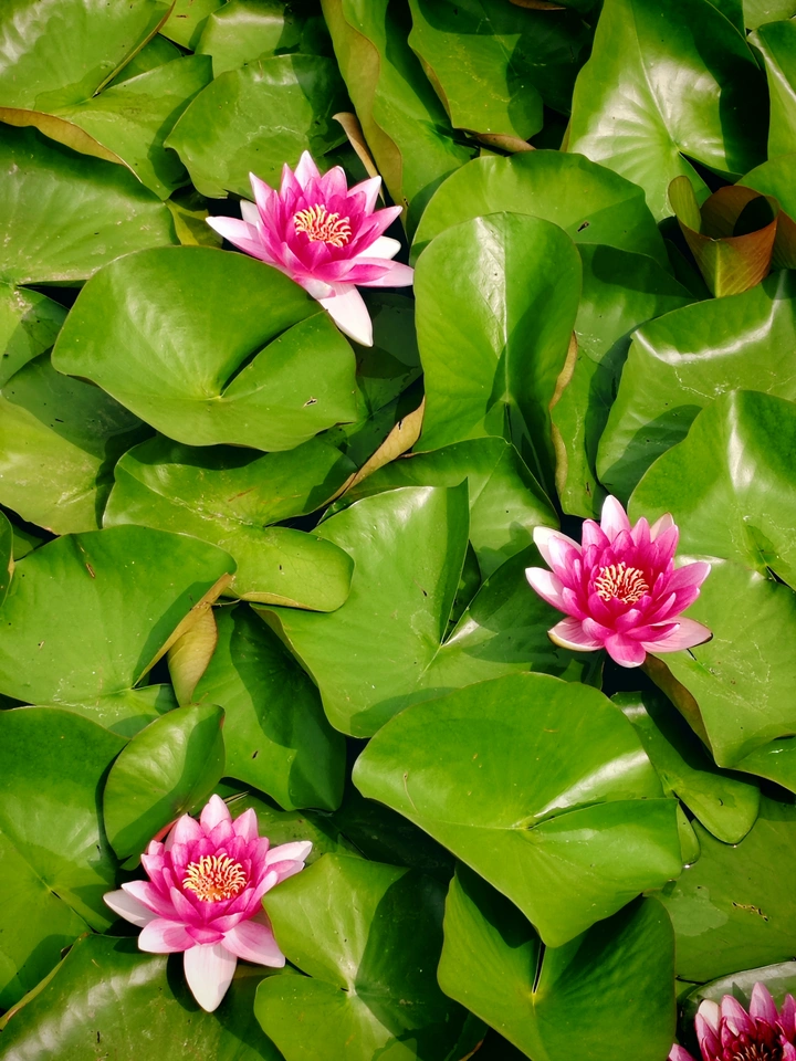小花