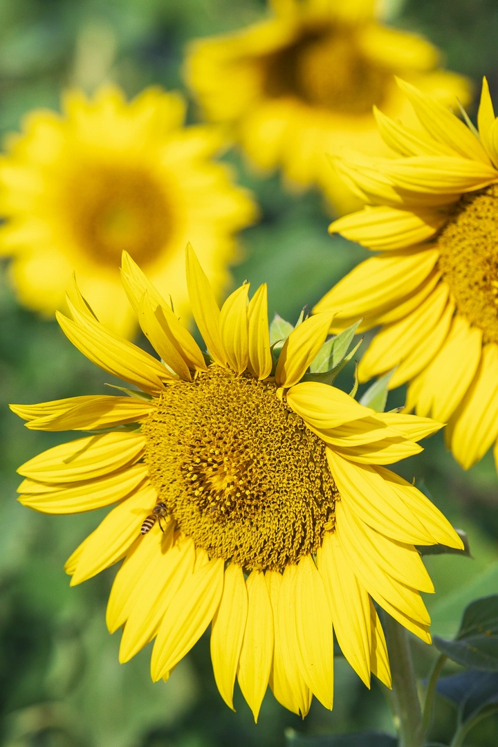 向阳而生🌻