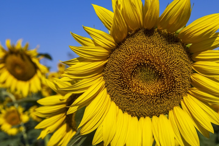 微笑的向日葵🌻