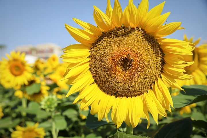🌻向日葵上辛勤劳作的小蜜蜂🐝