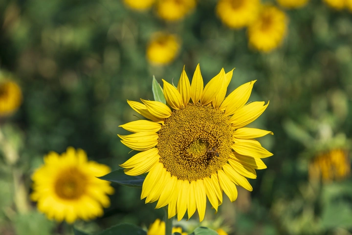阳光的颜色🌻