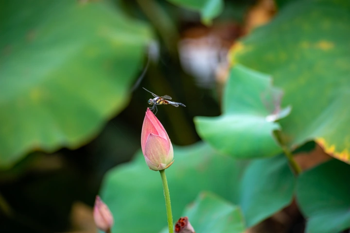 蜻蜓点荷