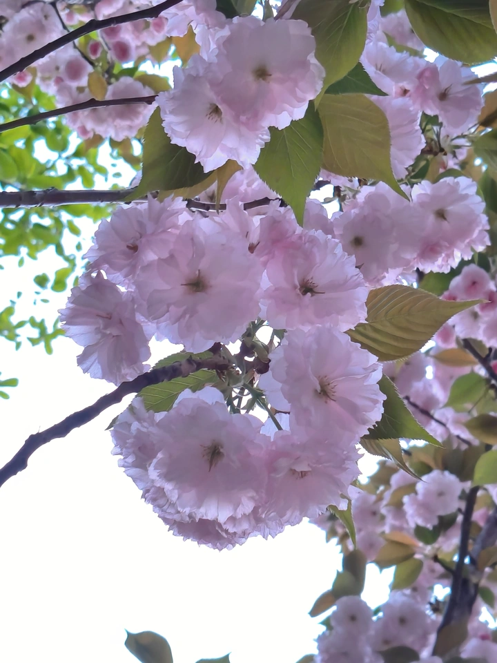 八重樱
