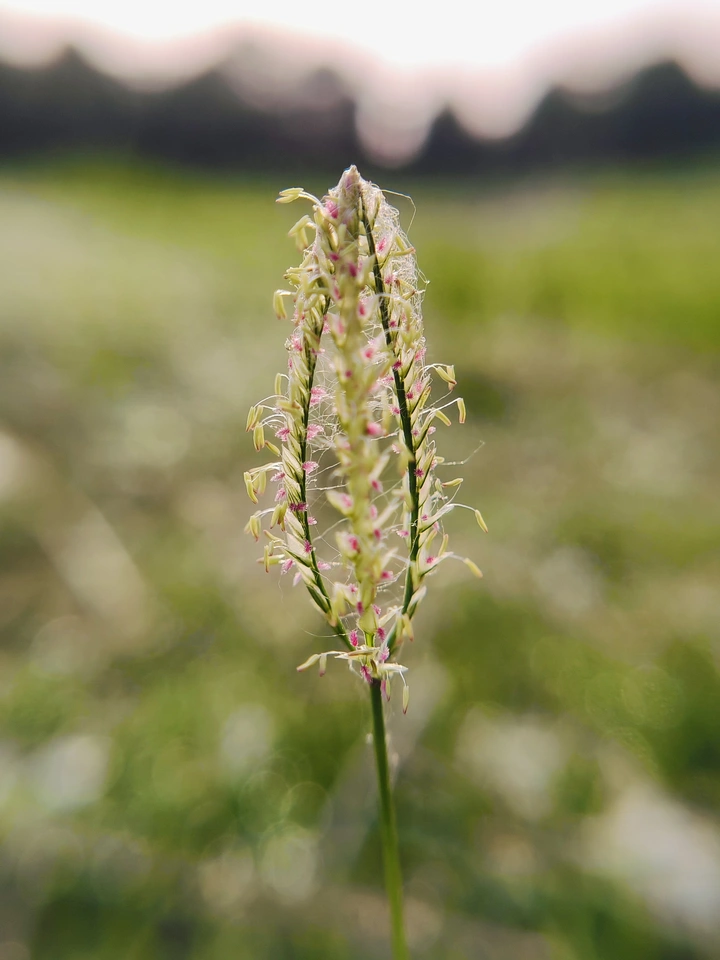 野草花