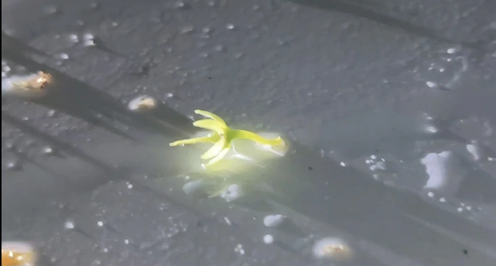 谁遗落这雨夜的星辰