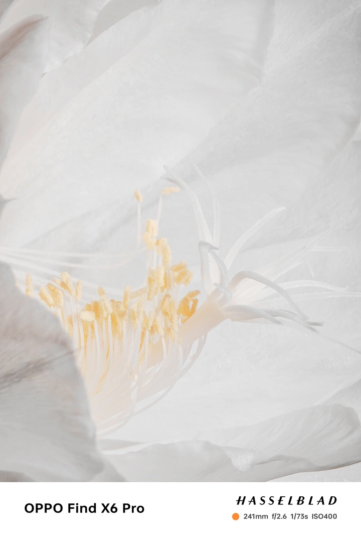 昙花一现