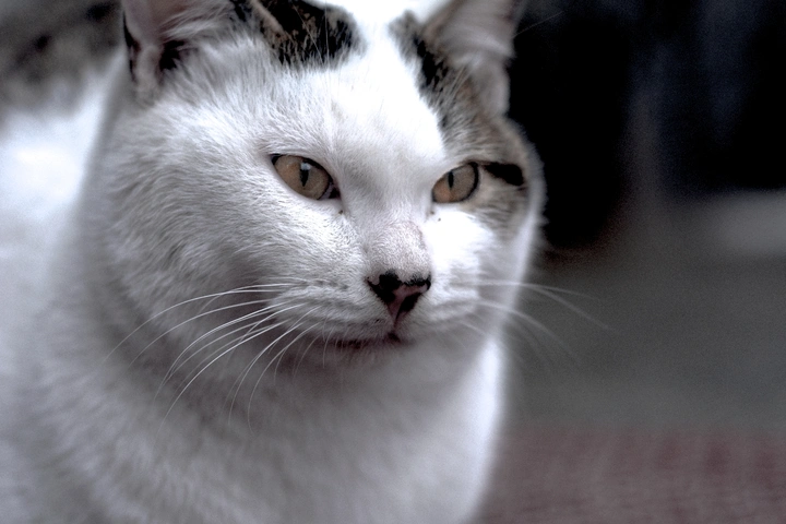 猫片
