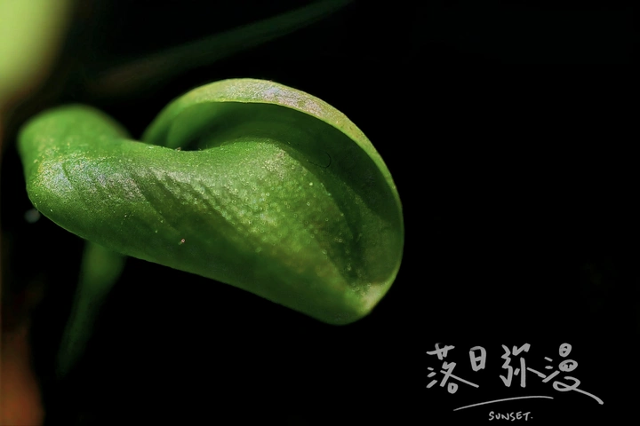 微距