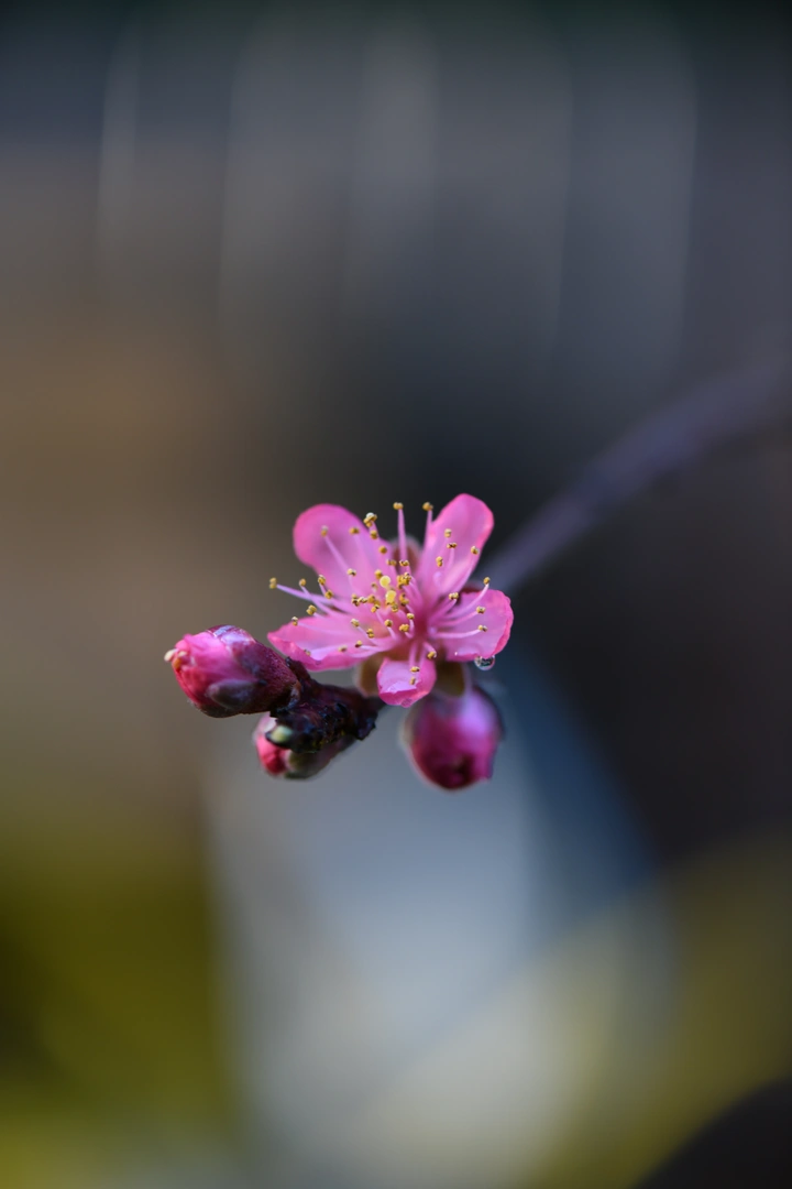桃花和樱花