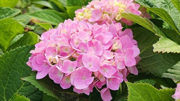绣球花
