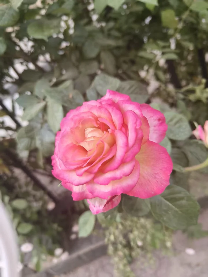 花花