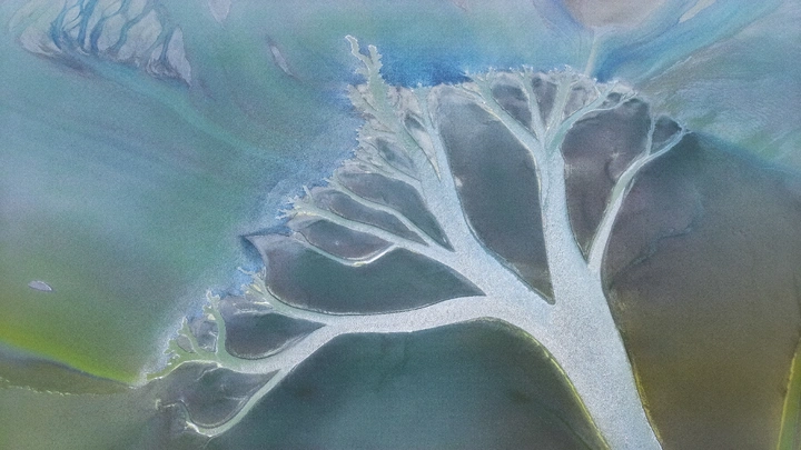 鄱湖树影