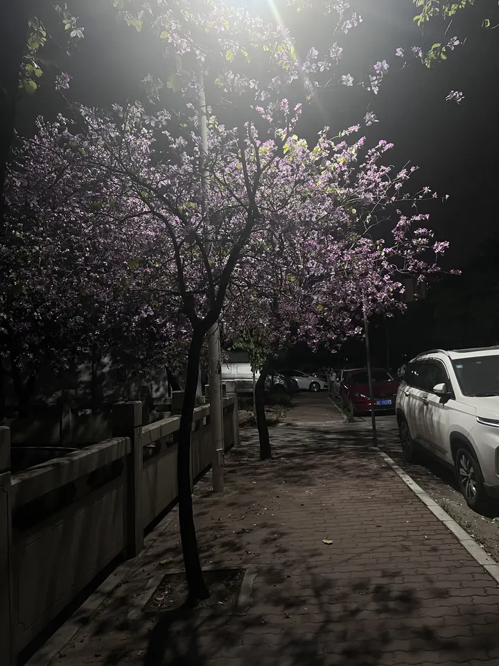 路灯下的浪漫