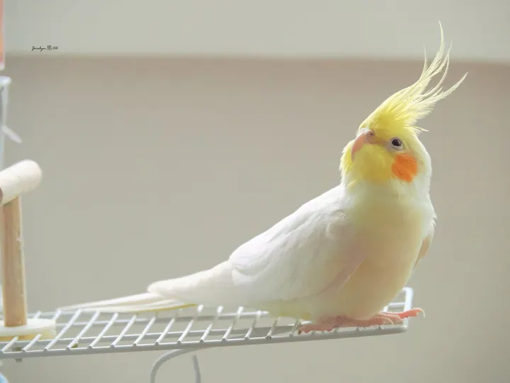 好奇宝宝