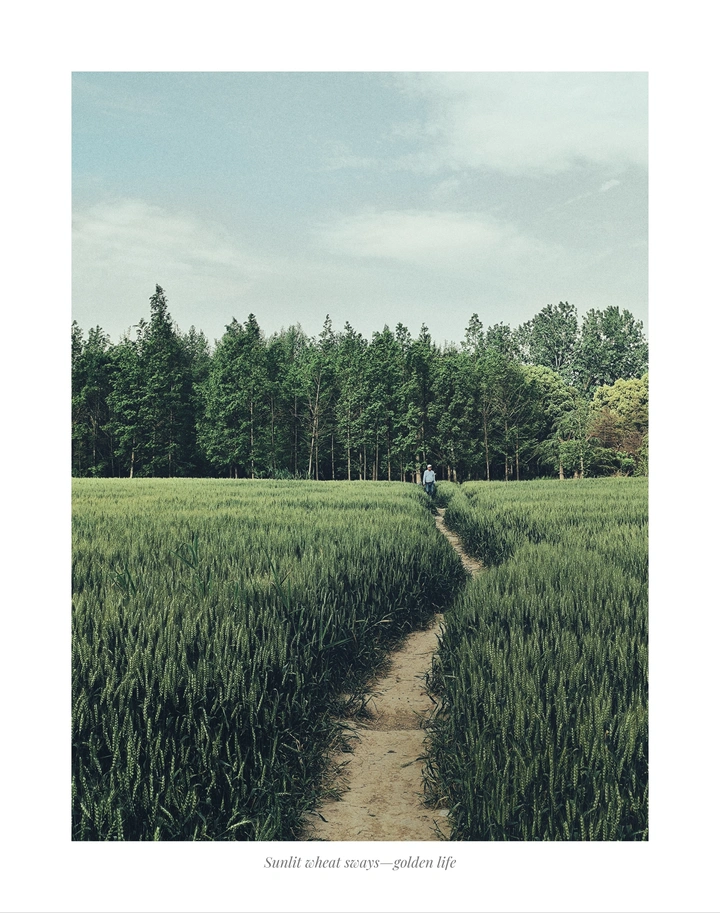 《晨径·麦间行迹》