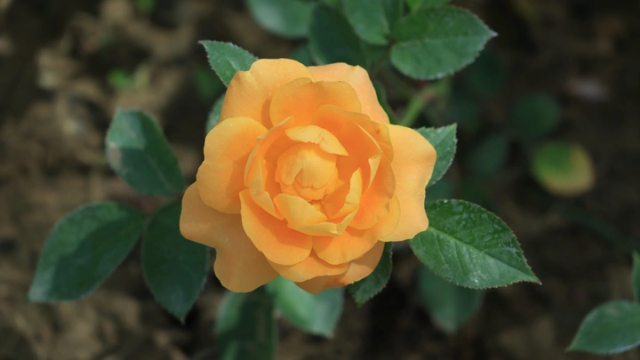 花影