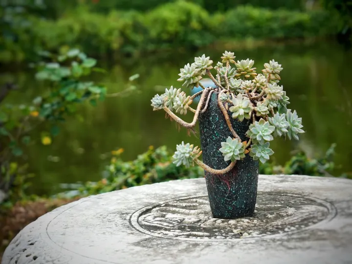 石桌绿语