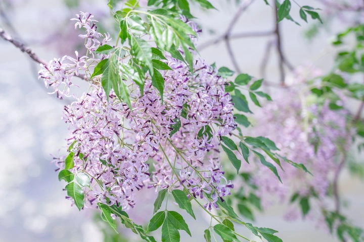 楝花飘
