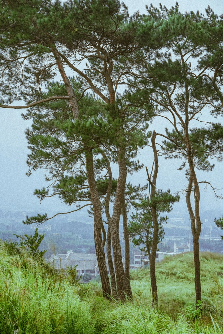 前童鹿山几棵松