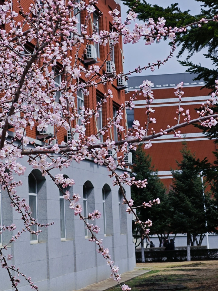 春花烂漫